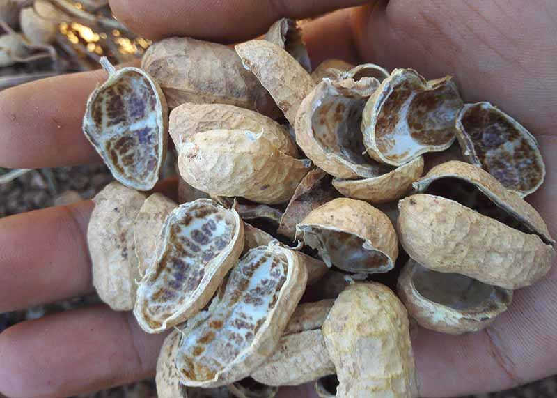 Peanut Shells Bagging Baler